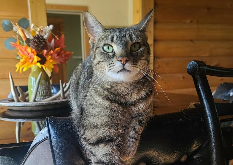 Bay View Veterinary Clinic Mukwonago veterinarians